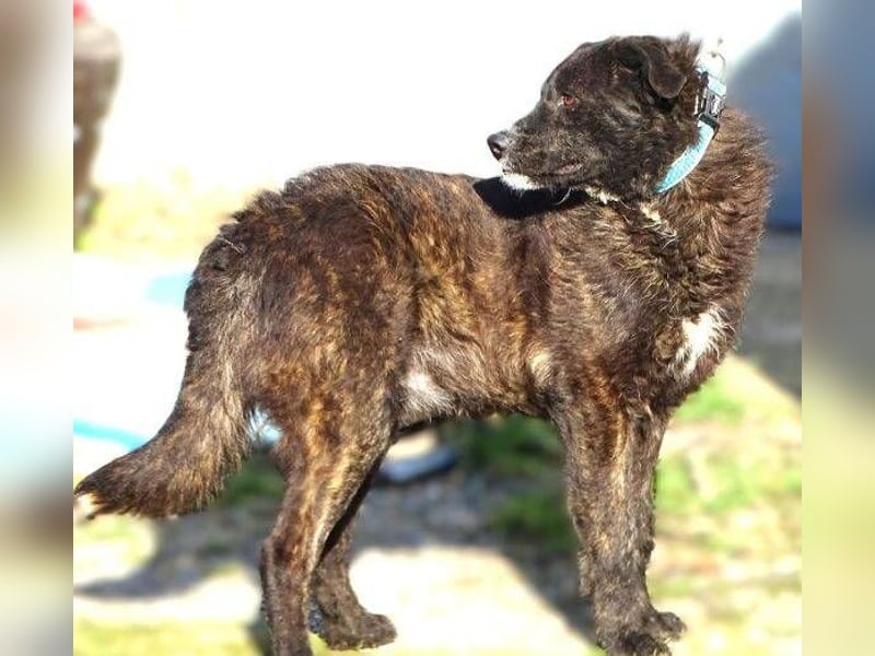 JIMMY ist liebenswert und freundlich