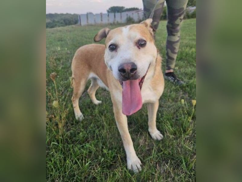 JACK ist eine Seele von Hund