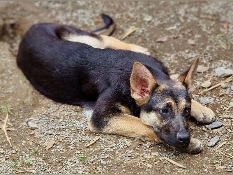 Rina 2 ist ein verspieltes Hundekind
