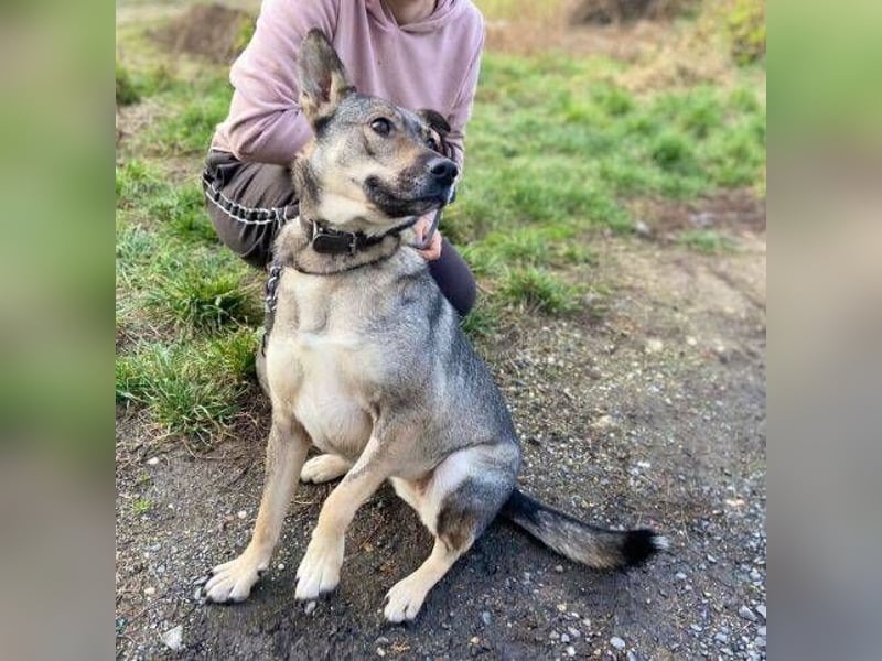 BRENDA ist eine zarte, liebevolle Hündin