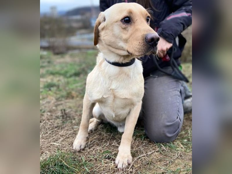 MONTY süßer Hundejunge