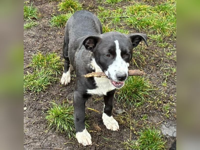 REANA ist ein süßes Hundemädchen