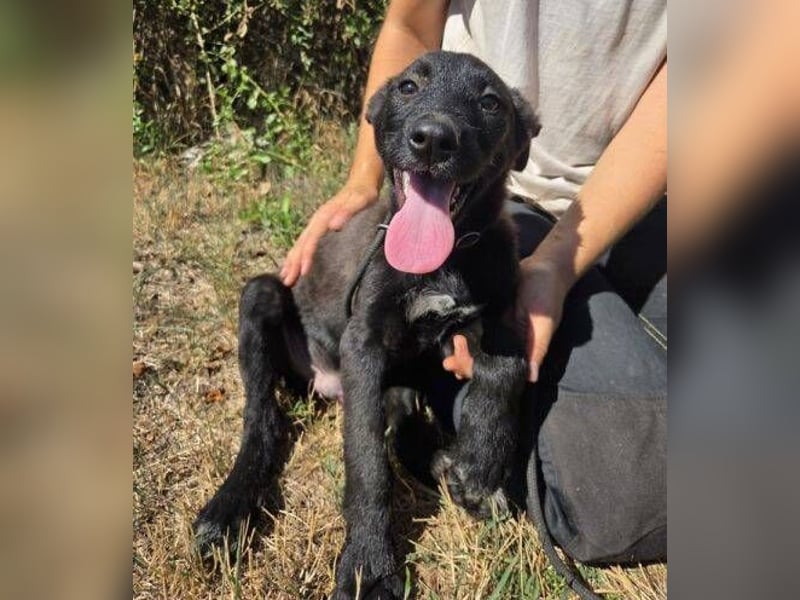 FRANZ das Hundekind wurde im Stich gelassen