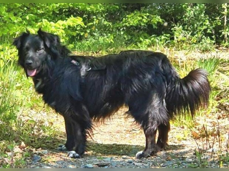 RINA  ist eine  besonders tolle Hundelady