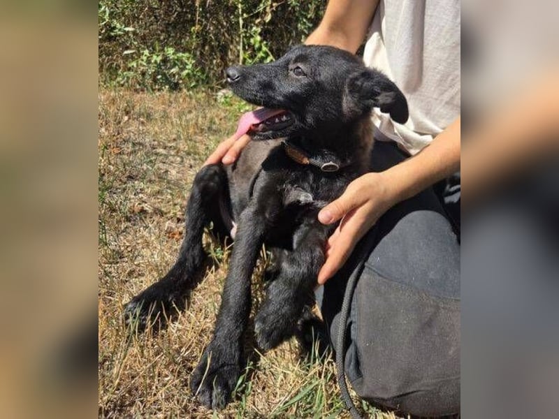 FRANZ das Hundekind wurde im Stich gelassen