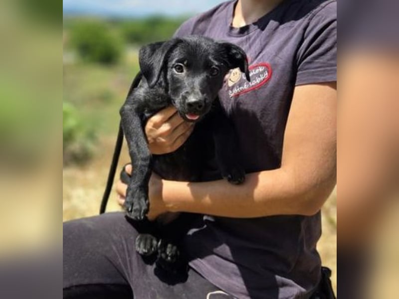 BELLA das Hundebaby wurde herzlos entsorgt