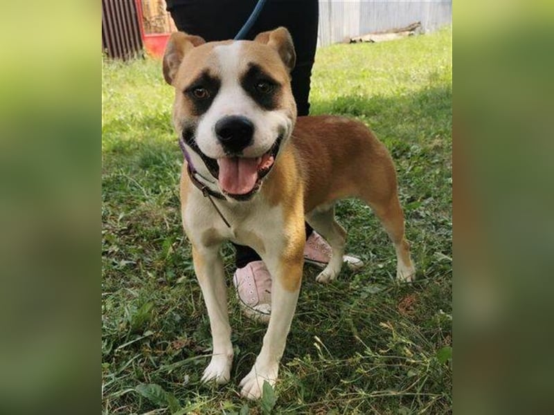 Dave, Engl. Bulldoggen Labrador Mischling