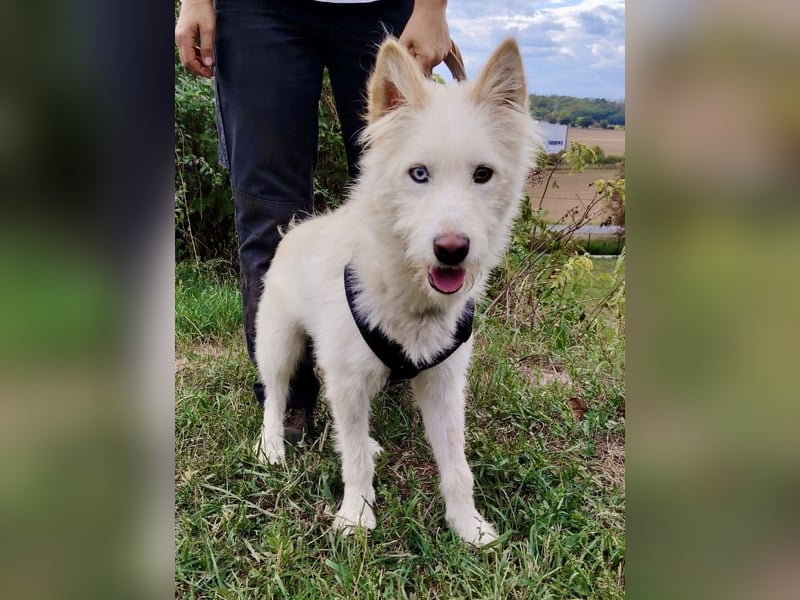 Zauberhafter Husky Terrier ähnlicher Jungrüde, 10Mon., kastriert
