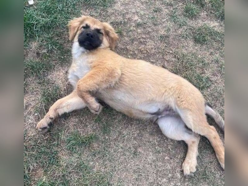 BARON -das Hundekind wurde weggeworfen 