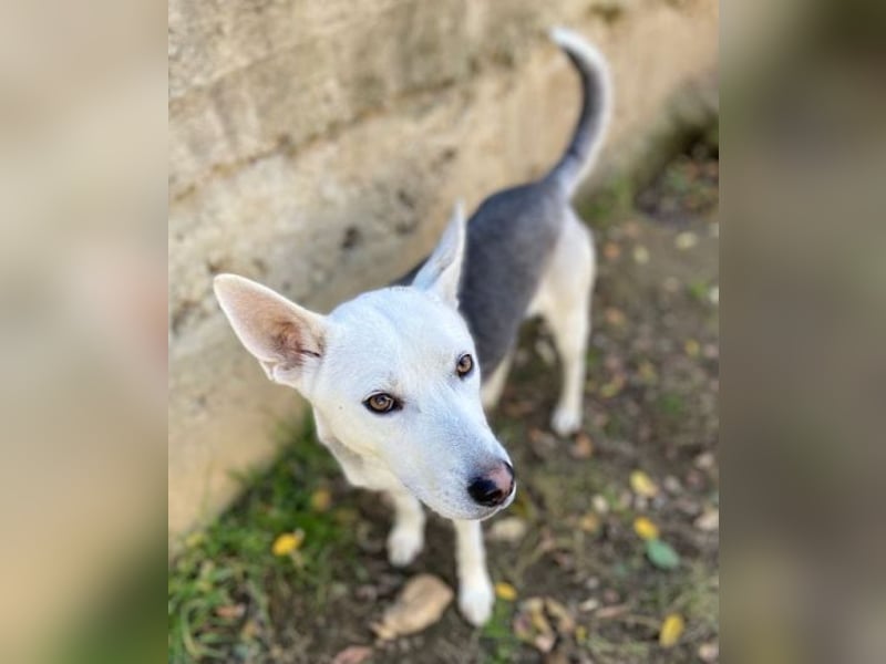 SVEN ist ein fröhlicher Jungspund