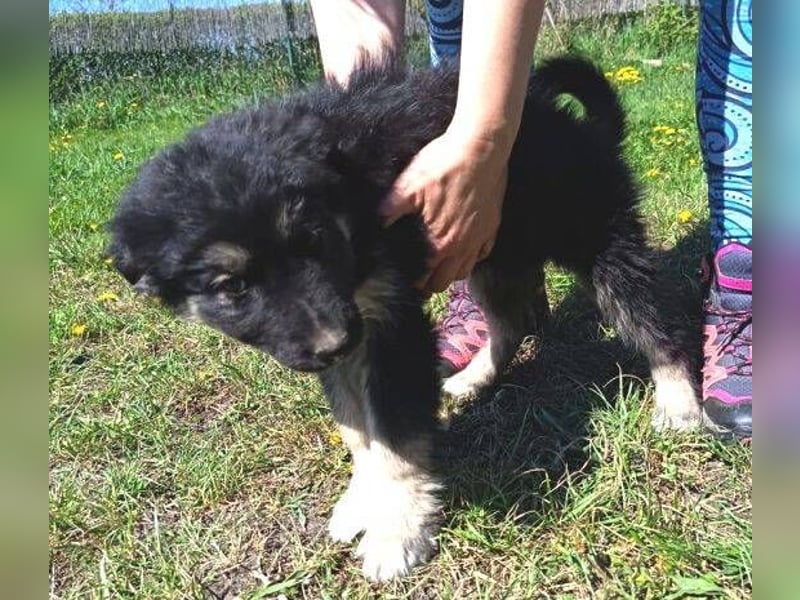 Laura ist ein süßes Hundemädchen