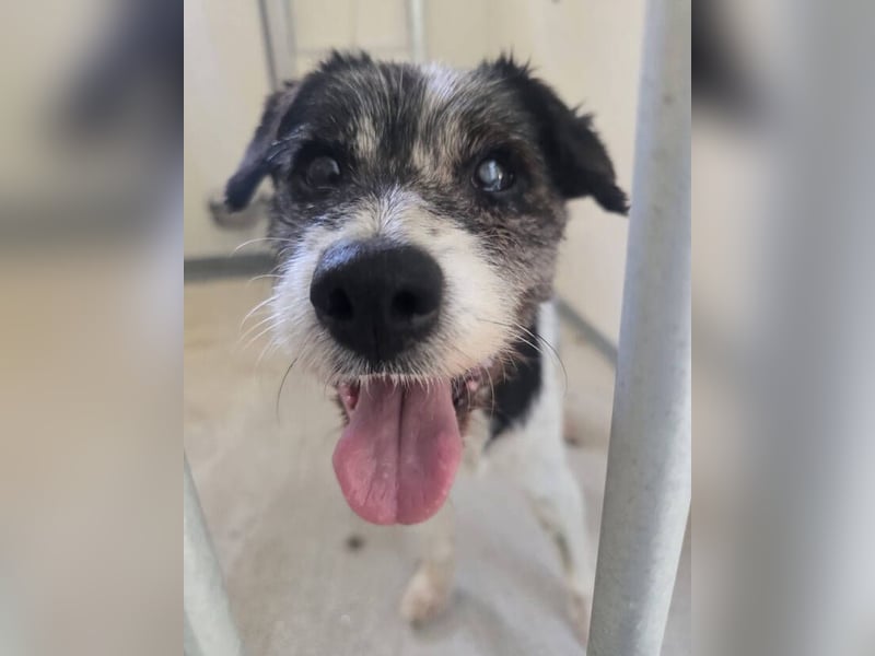 RICKY 2 sucht Ruhesitz