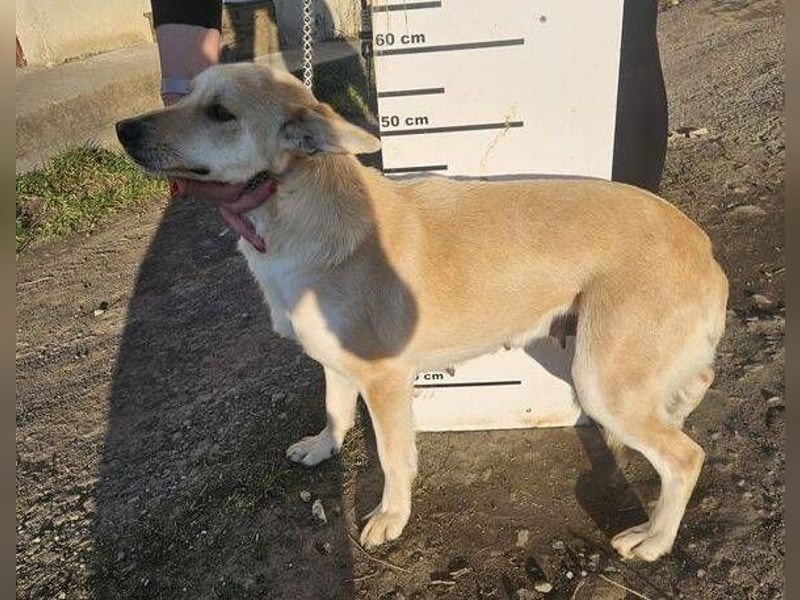 AMBRA  ist eine ganz fürsorgliche Hündin