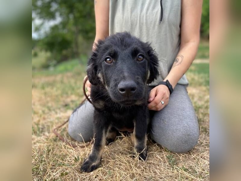 NIKKI das Hundkind wurde ausgesetzt
