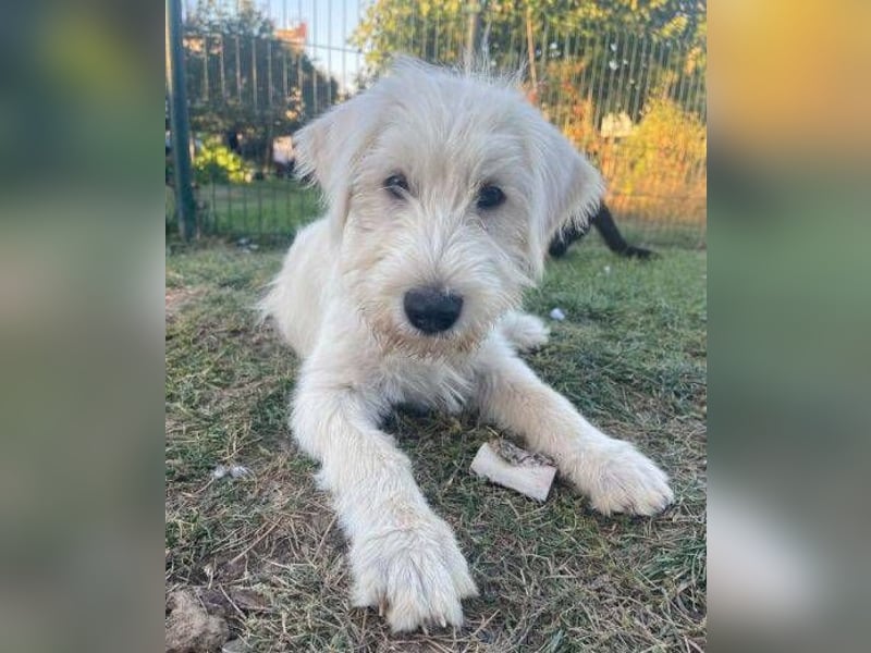 ELVIS der Hundejunge hätte so gern eine Familie