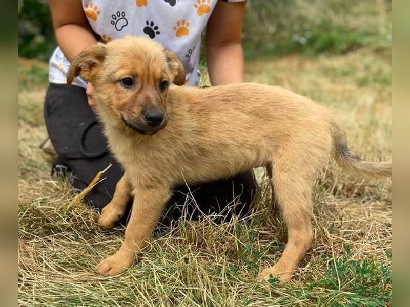 KYRA -das Hundebaby wurde "weggeworfen "