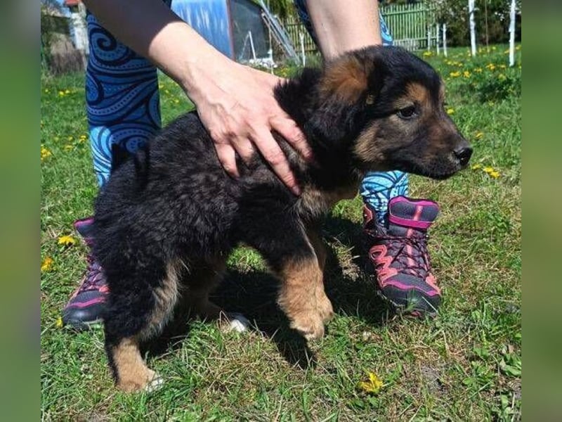 LIMA ist eine goldiges Hundekind