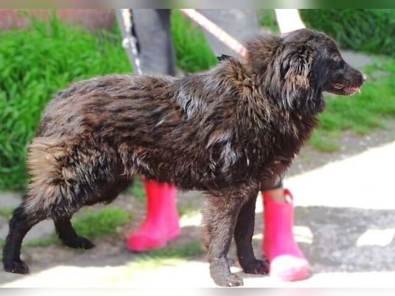 BARNEY muss um sein Leben fürchten