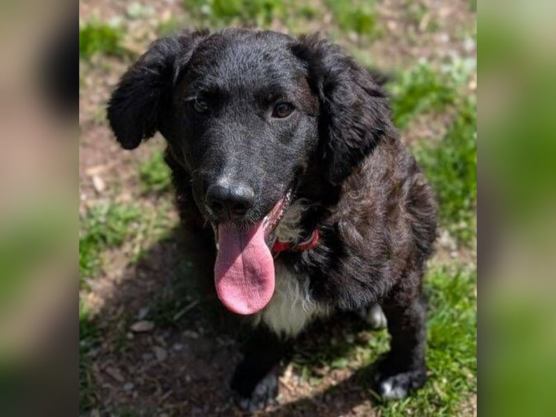 MISHA ist ein drolliger, verspielter Hundejunge