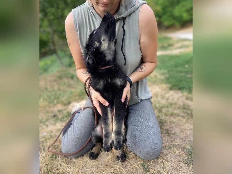 NIKKI das Hundkind wurde ausgesetzt