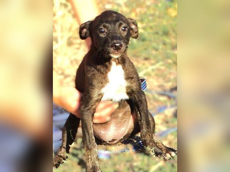 BONY ist ein süßes Hundemädchen