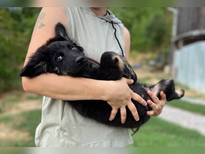 NIKKI das Hundkind wurde ausgesetzt