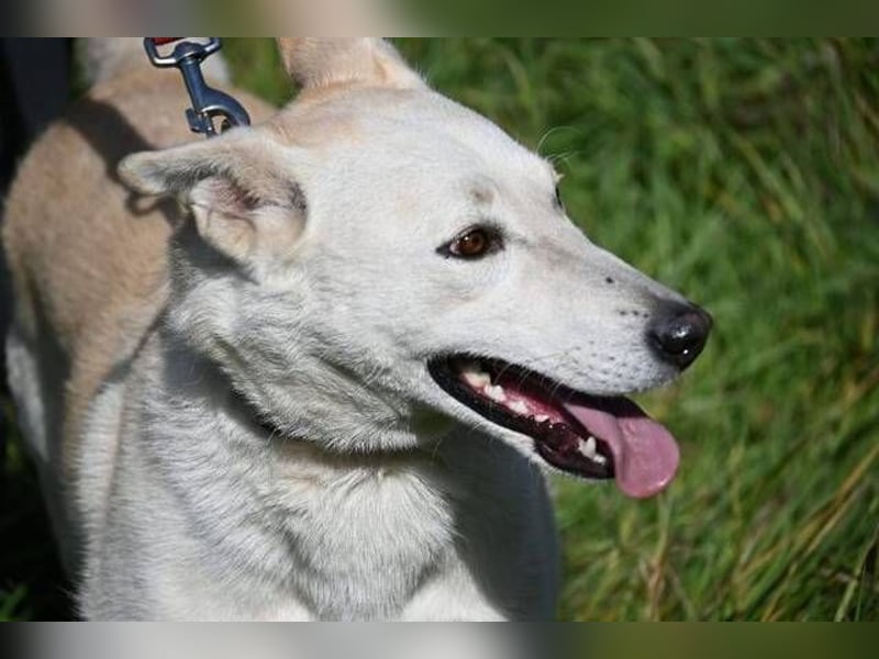 CHANTAL ist ein Traumhund CHANTAL ist ein Traumhund