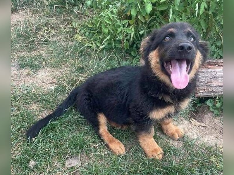 SULTAN das Hundkind wurde zurück gelassen
