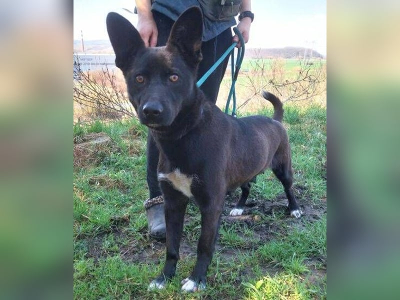 SYRIA wäre eine tolle Begleiterin