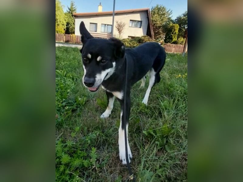 FREYA 3 ist lieb und verträglich