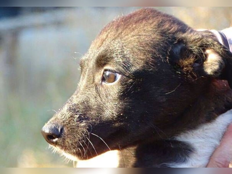 BONY ist ein süßes Hundemädchen
