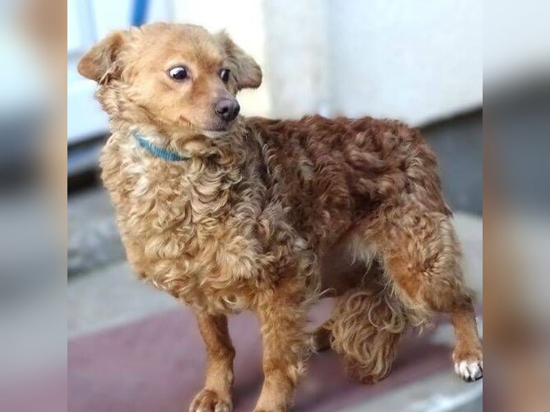 MEDDY , trotz Schönheit in Lebensgefahr