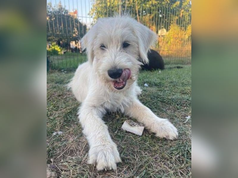 ELVIS der Hundejunge hätte so gern eine Familie