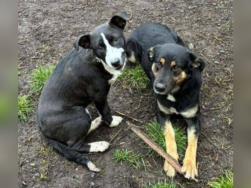 REANA ist ein süßes Hundemädchen