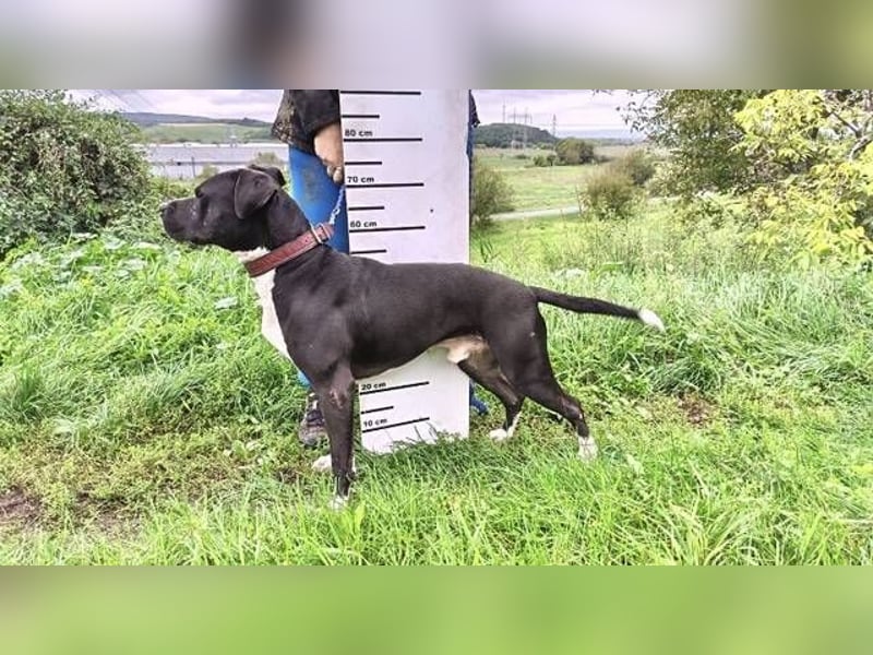 BARON wer kann ihm ein Zuhause schenken?