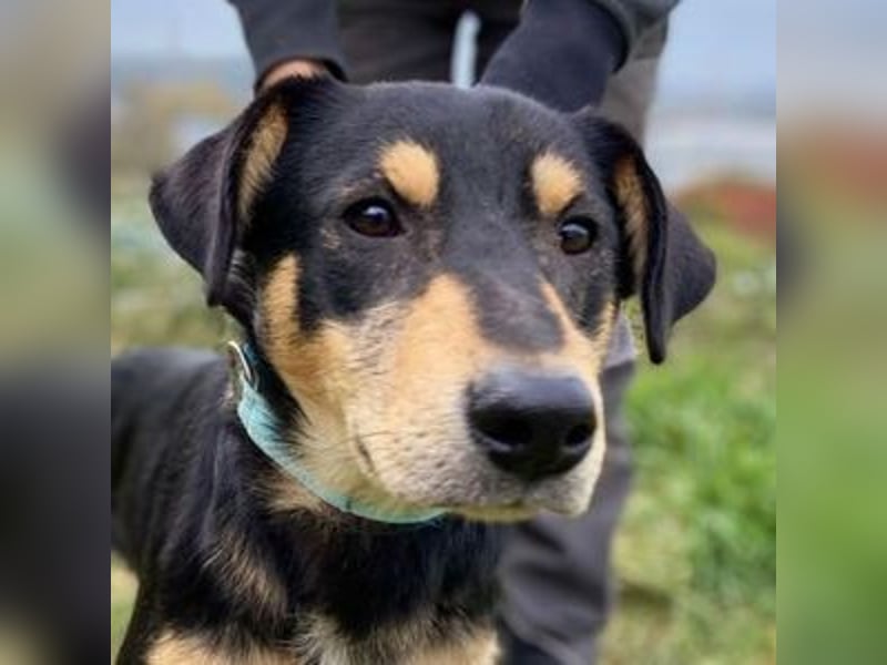 BUDDY  ist ein liebevoller Junge