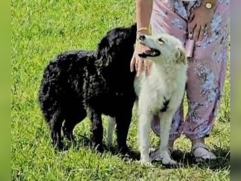 LENNIE liebt Menschen -Wem darf er sein Herzchen schenken?