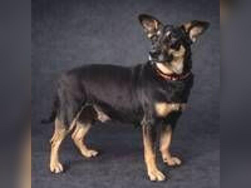 NORA 2 möchte ihr Herz verschenken 