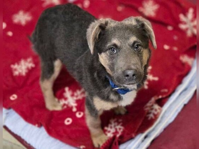 CHRISS ist ein bildhübsche Hundejunge