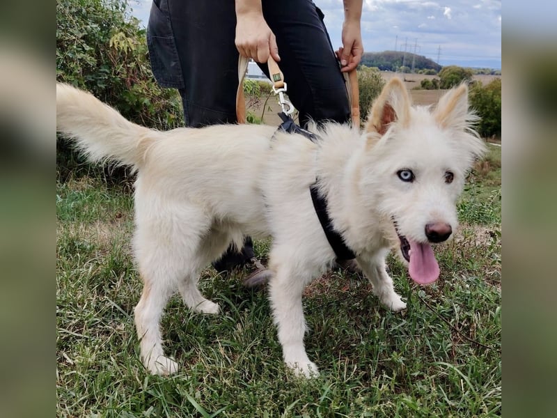 Zauberhafter Husky Terrier ähnlicher Jungrüde, 10Mon., kastriert