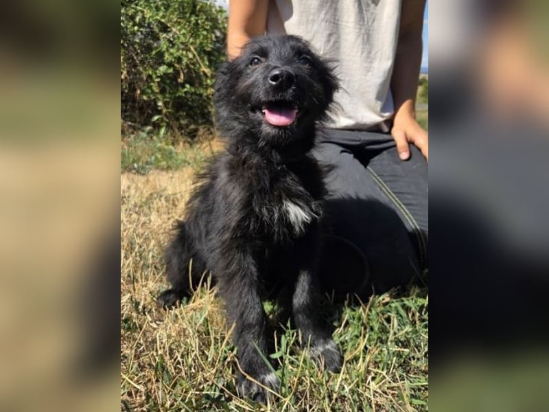 MICO der kleine Bub sucht seine Menschen