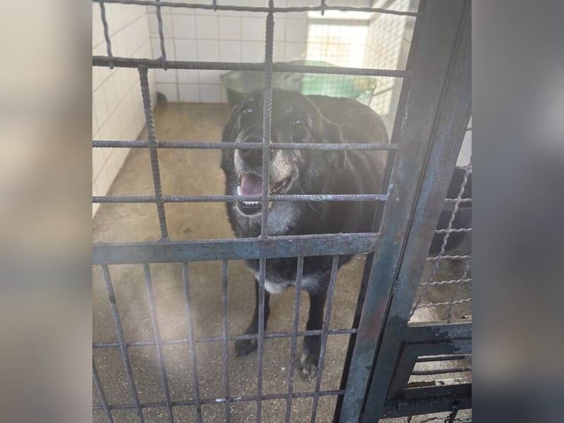 BILLY ist so verzweifelt - wer rettet ihn?