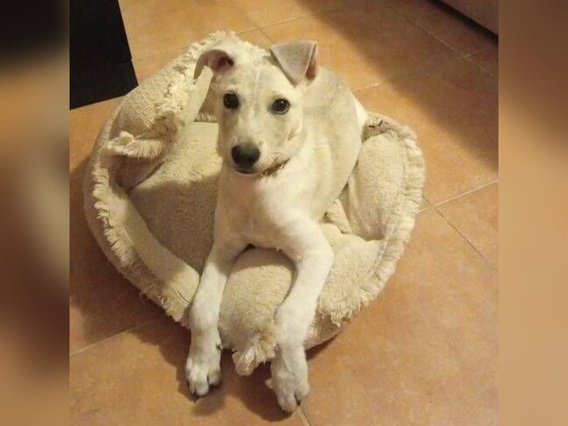 PEDRO süsses Pelzbaby