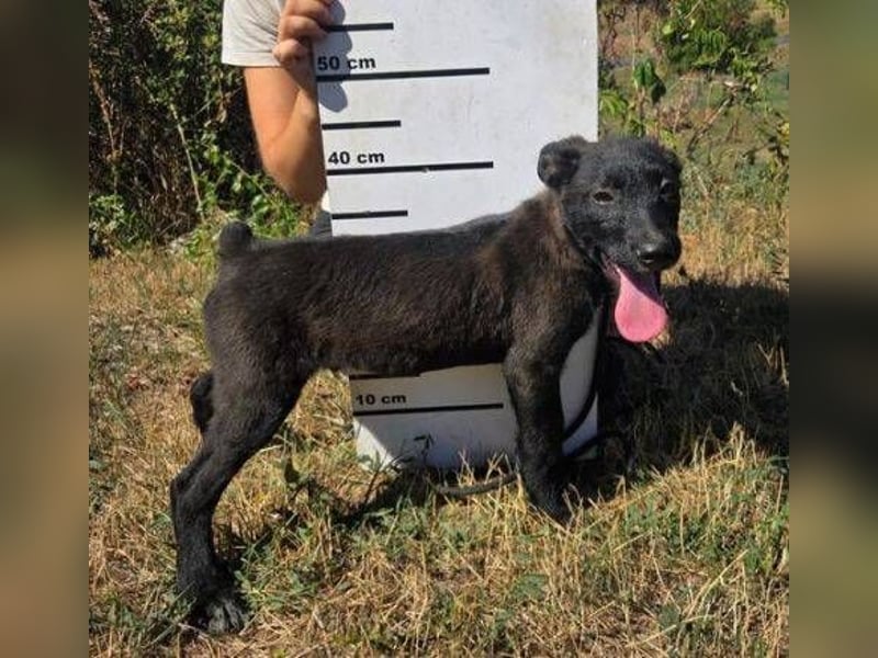 FRANZ das Hundekind wurde im Stich gelassen