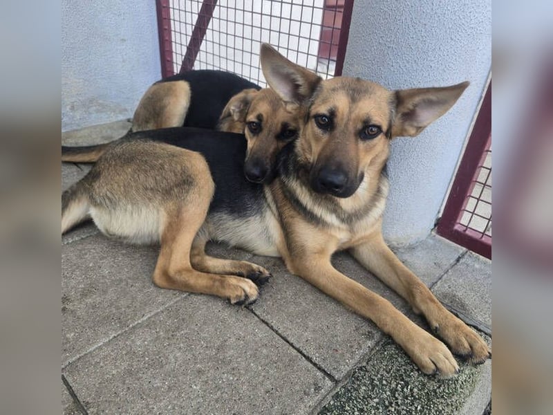 KIRA braucht Hilfe um zu überleben