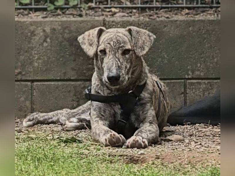 TIGRA sucht ein liebevolles Zuhause