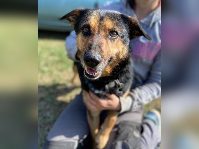 ALFA sehnt sich so nach einer Familie