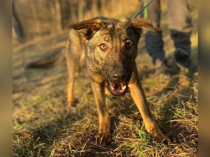 SOFIA irrte verzweifelt umher