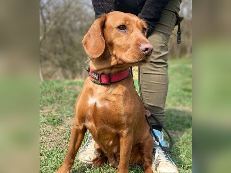 LEA, wunderschöne und zierliche Hündin