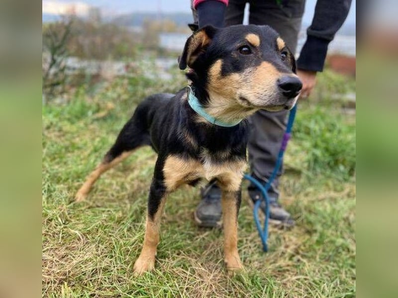 BUDDY  ist ein liebevoller Junge